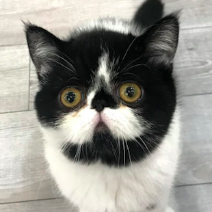 ごましお